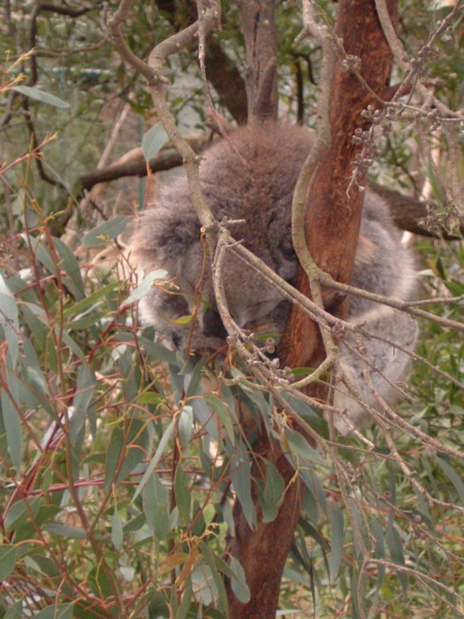 048 Koala.jpg